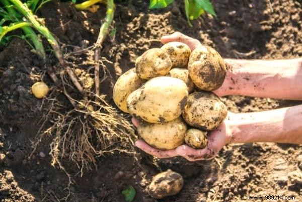 100 Everyday Items You Never Need to Buy Again: Proven DIY Hacks for Savings, Health, and Sustainability