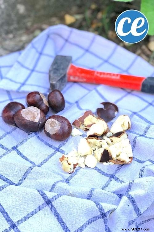 How to Make Natural Horse Chestnut Laundry Detergent: Free, Easy DIY Recipe