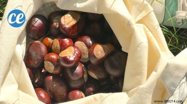 How to Make Natural Horse Chestnut Laundry Detergent: Free, Easy DIY Recipe