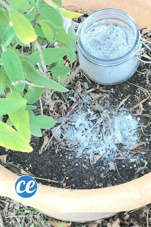 11 Proven Uses for Wood Ash: Cleaning Hacks and Gardening Tips
