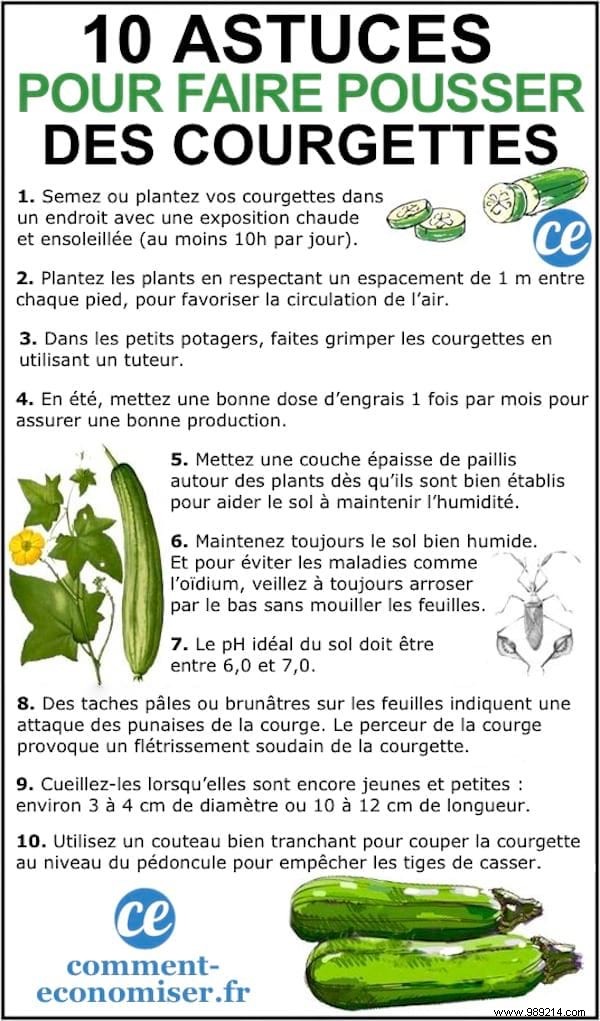 100 Proven Vegetable Garden Tips: Grow Tomatoes, Zucchini & More with Ease