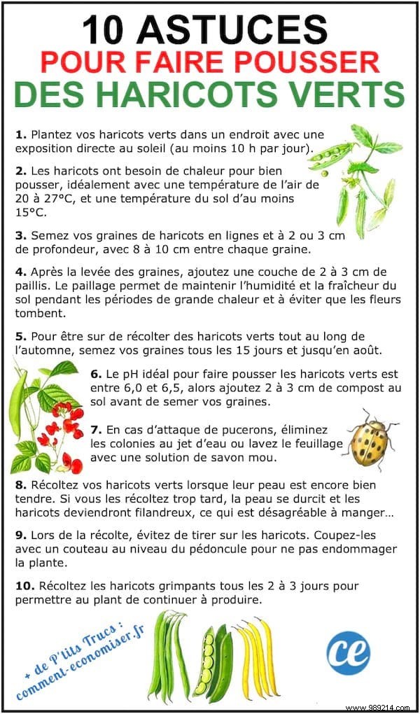 100 Proven Vegetable Garden Tips: Grow Tomatoes, Zucchini & More with Ease