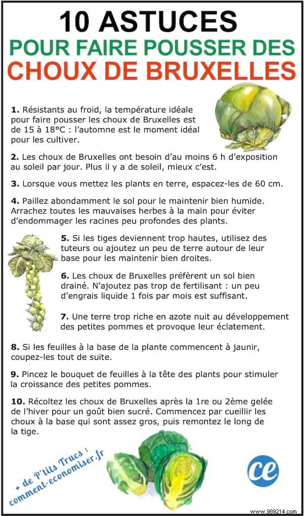 100 Proven Vegetable Garden Tips: Grow Tomatoes, Zucchini & More with Ease