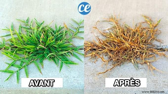 7 Proven Natural Weed Killer Recipes: Safe, Effective DIY Solutions for Your Garden