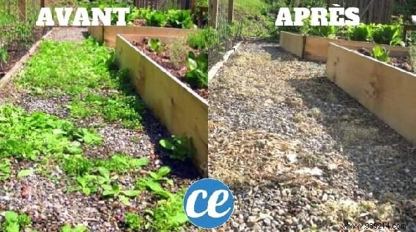 7 Proven Natural Weed Killer Recipes: Safe, Effective DIY Solutions for Your Garden