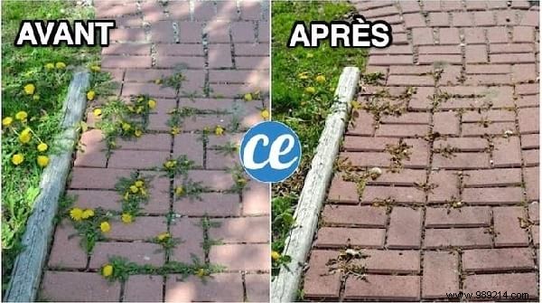 7 Proven Natural Weed Killer Recipes: Safe, Effective DIY Solutions for Your Garden