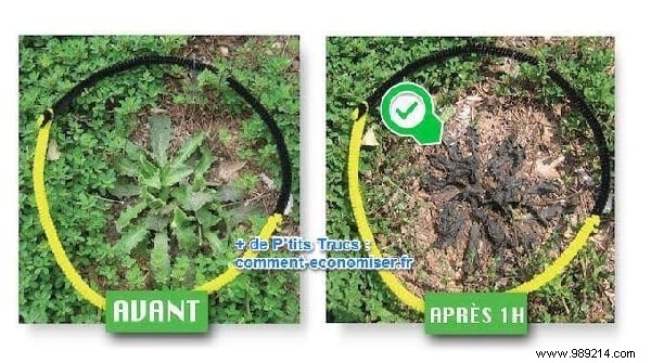 7 Proven Natural Weed Killer Recipes: Safe, Effective DIY Solutions for Your Garden