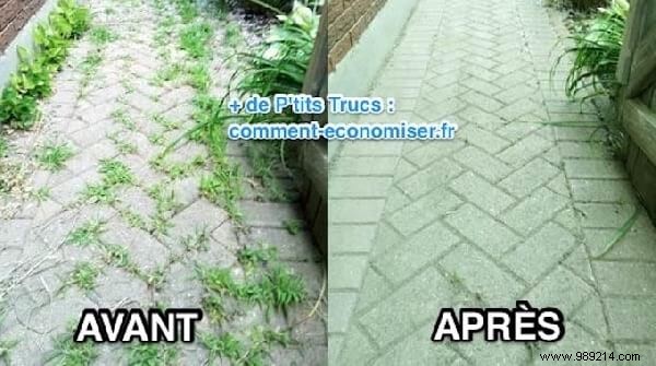 7 Proven Natural Weed Killer Recipes: Safe, Effective DIY Solutions for Your Garden