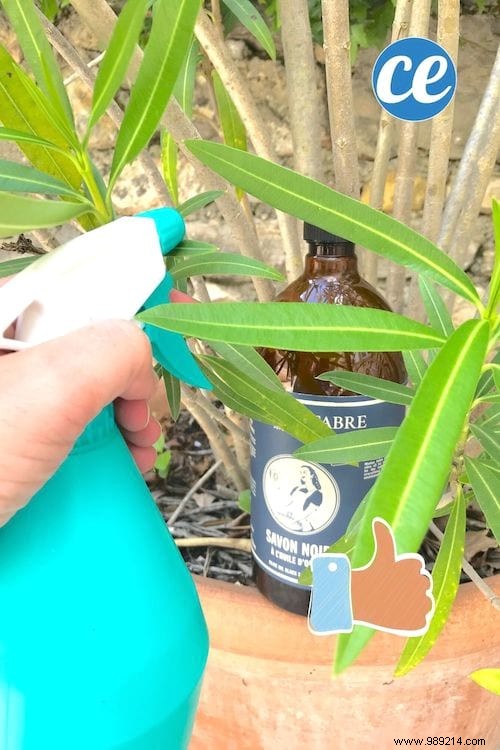 17 Proven Uses for Black Soap: Transform Your Home, Garden, and Beauty Routine