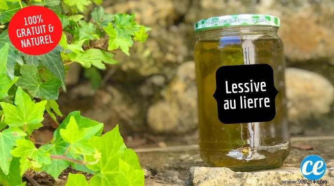 DIY Ivy Leaf Laundry Detergent: My Proven, Zero-Cost Natural Recipe