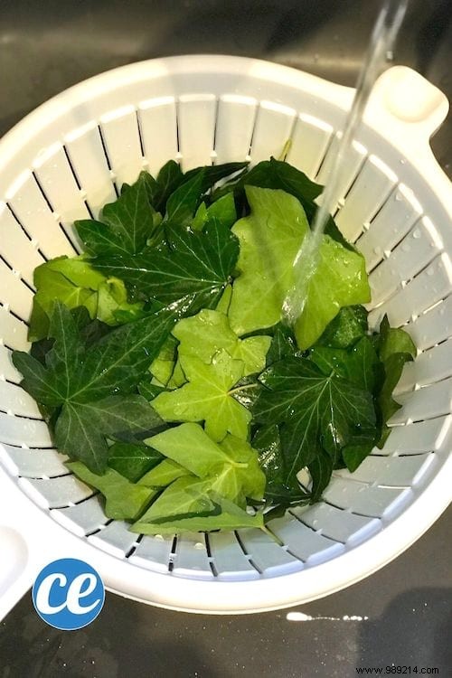 DIY Ivy Leaf Laundry Detergent: My Proven, Zero-Cost Natural Recipe