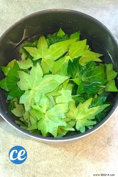 DIY Ivy Leaf Laundry Detergent: My Proven, Zero-Cost Natural Recipe