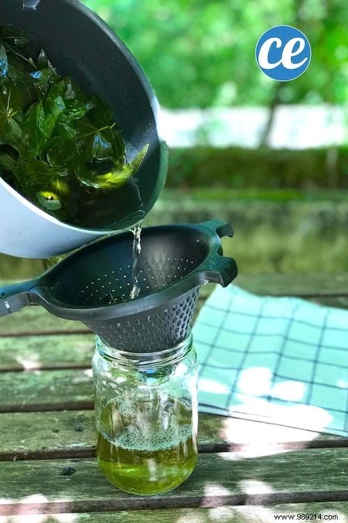 DIY Ivy Leaf Laundry Detergent: My Proven, Zero-Cost Natural Recipe