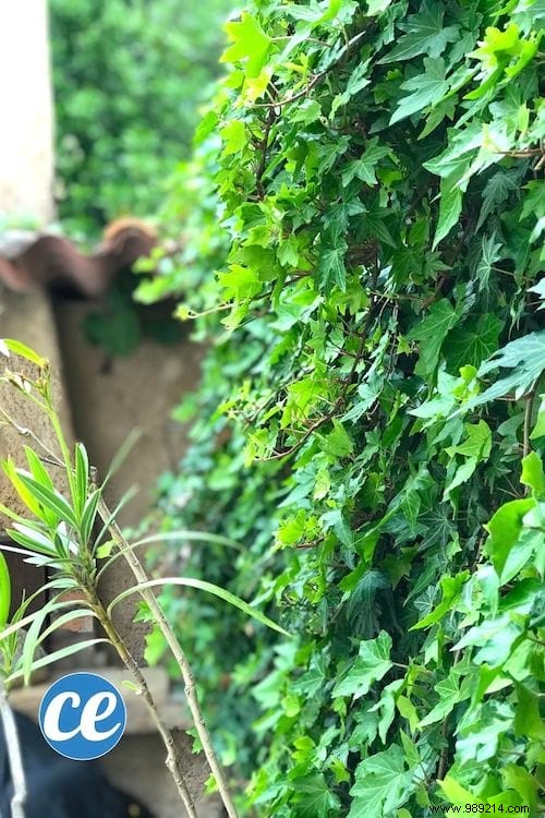 DIY Ivy Leaf Laundry Detergent: My Proven, Zero-Cost Natural Recipe