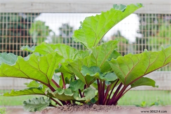 5 Proven Grandma s Remedies to Remove Rust Stains from Any Fabric