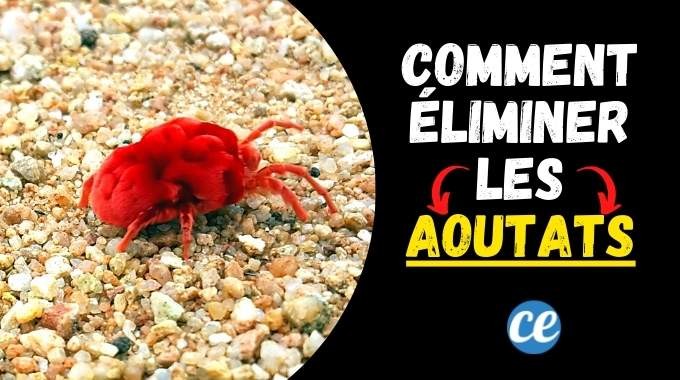 How to Eliminate Chiggers from Your Garden Naturally and Prevent Bites