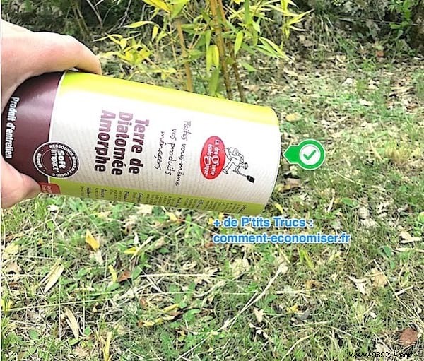 How to Eliminate Chiggers from Your Garden Naturally and Prevent Bites