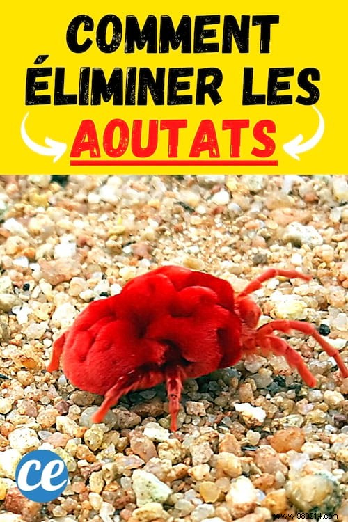 How to Eliminate Chiggers from Your Garden Naturally and Prevent Bites