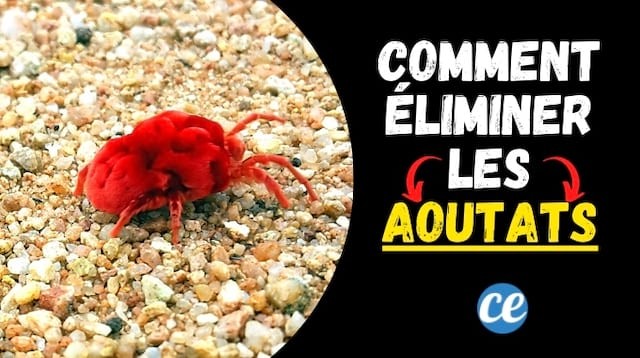 How to Eliminate Chiggers from Your Garden Naturally and Prevent Bites