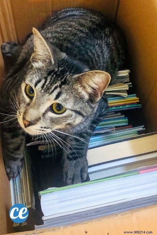 37 Proven Moving Hacks to Make Your Relocation Stress-Free