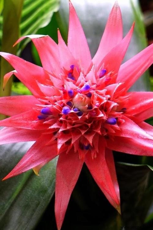 24 Shade-Tolerant Houseplants That Thrive in Low-Light Conditions