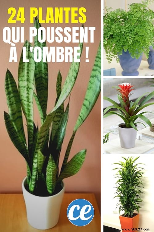 24 Shade-Tolerant Houseplants That Thrive in Low-Light Conditions