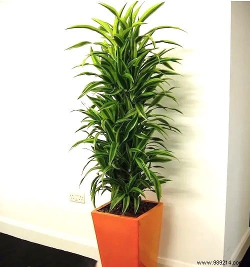 24 Shade-Tolerant Houseplants That Thrive in Low-Light Conditions