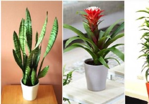 24 Shade-Tolerant Houseplants That Thrive in Low-Light Conditions