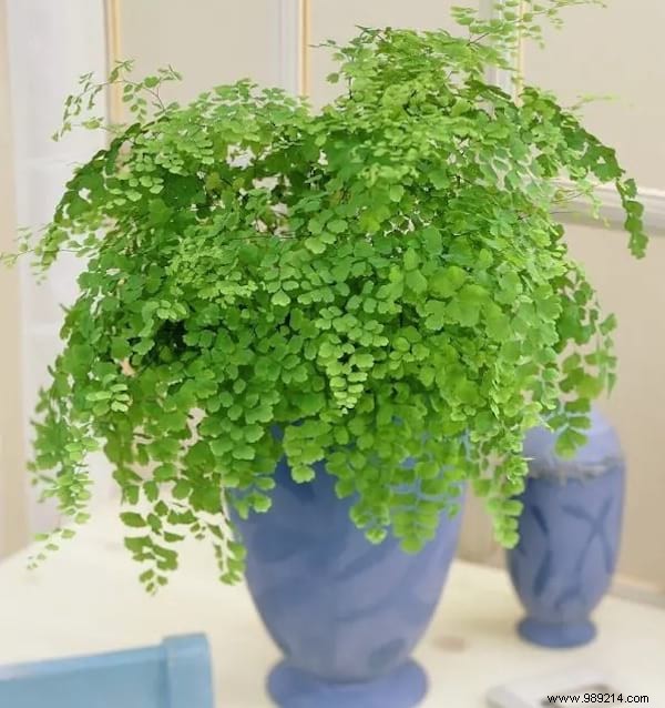 24 Shade-Tolerant Houseplants That Thrive in Low-Light Conditions