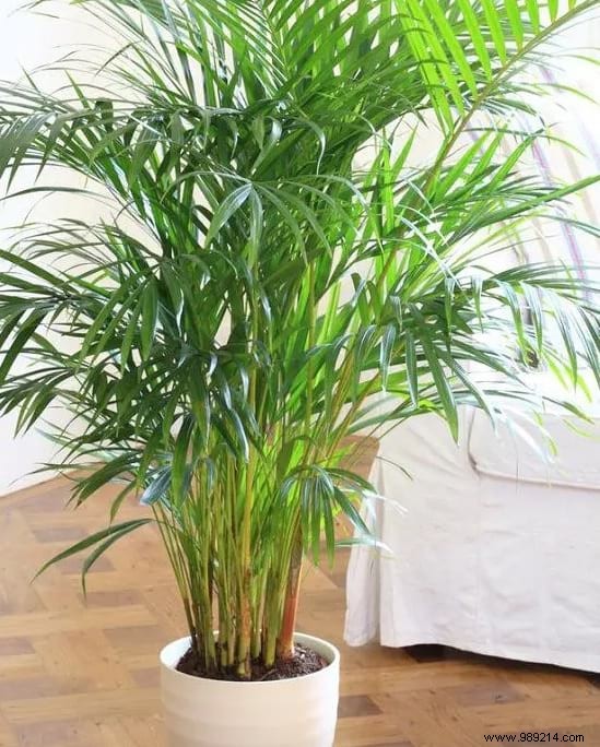 24 Shade-Tolerant Houseplants That Thrive in Low-Light Conditions