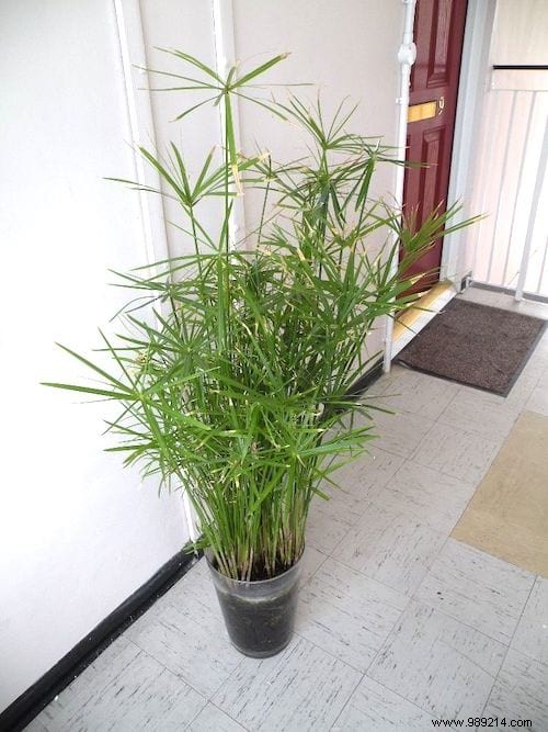 24 Shade-Tolerant Houseplants That Thrive in Low-Light Conditions