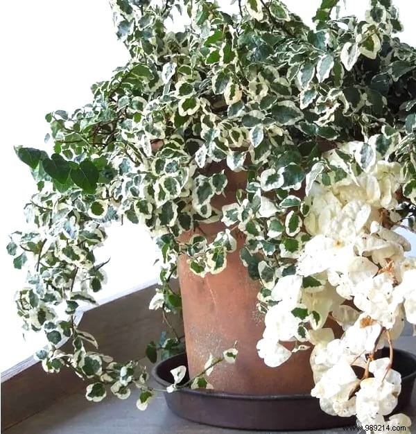 24 Shade-Tolerant Houseplants That Thrive in Low-Light Conditions