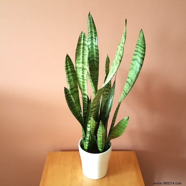 24 Shade-Tolerant Houseplants That Thrive in Low-Light Conditions