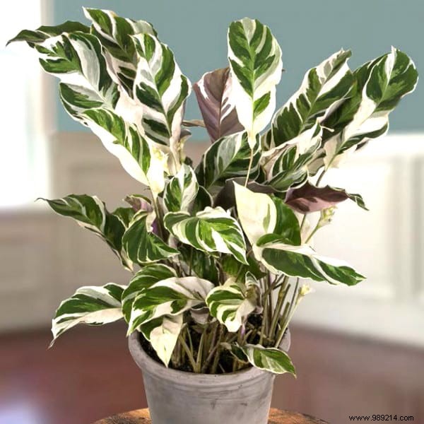 24 Shade-Tolerant Houseplants That Thrive in Low-Light Conditions