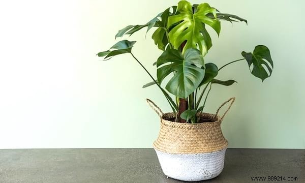 24 Shade-Tolerant Houseplants That Thrive in Low-Light Conditions