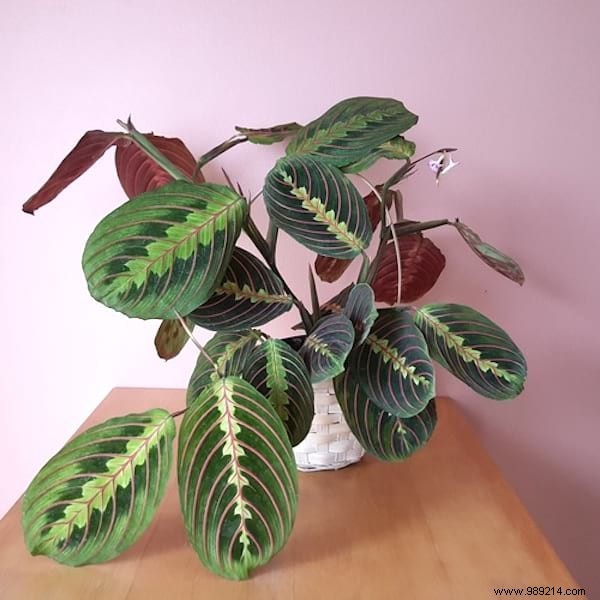24 Shade-Tolerant Houseplants That Thrive in Low-Light Conditions