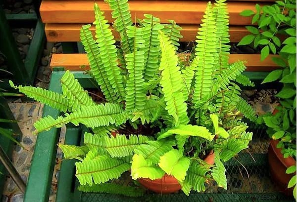 24 Shade-Tolerant Houseplants That Thrive in Low-Light Conditions