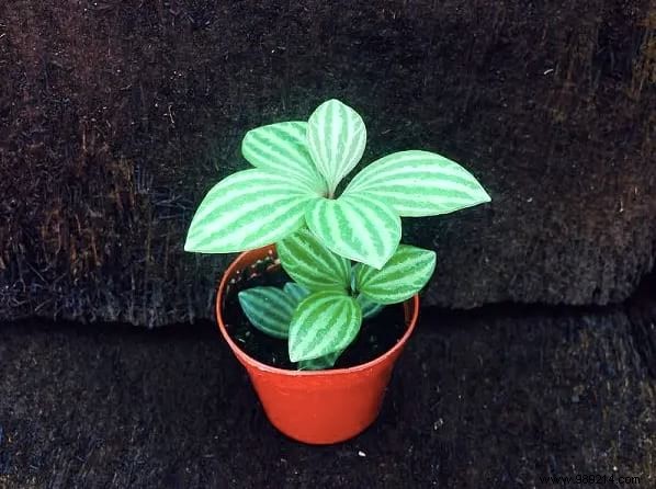 24 Shade-Tolerant Houseplants That Thrive in Low-Light Conditions