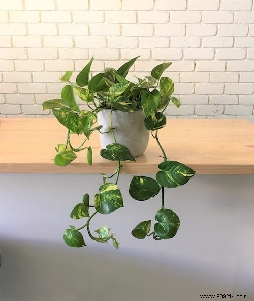 24 Shade-Tolerant Houseplants That Thrive in Low-Light Conditions