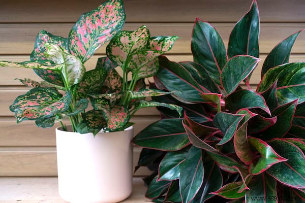 24 Shade-Tolerant Houseplants That Thrive in Low-Light Conditions