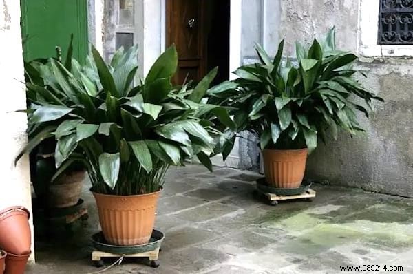 24 Shade-Tolerant Houseplants That Thrive in Low-Light Conditions