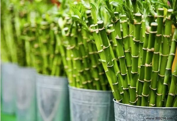 24 Shade-Tolerant Houseplants That Thrive in Low-Light Conditions