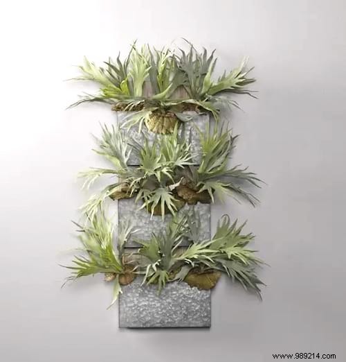 24 Shade-Tolerant Houseplants That Thrive in Low-Light Conditions