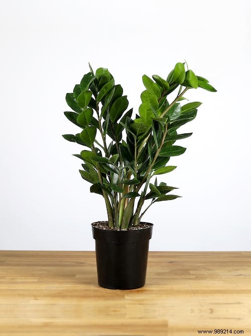 24 Shade-Tolerant Houseplants That Thrive in Low-Light Conditions