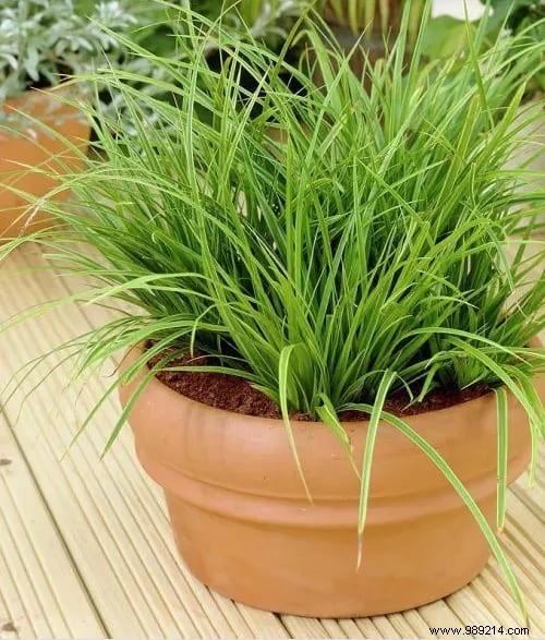 24 Shade-Tolerant Houseplants That Thrive in Low-Light Conditions