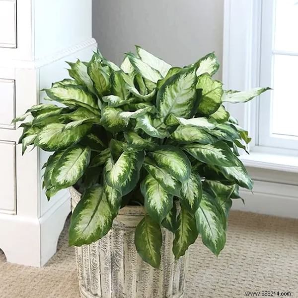 24 Shade-Tolerant Houseplants That Thrive in Low-Light Conditions