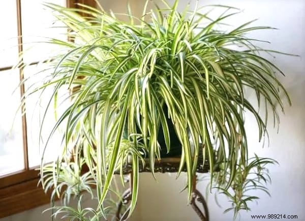 24 Shade-Tolerant Houseplants That Thrive in Low-Light Conditions