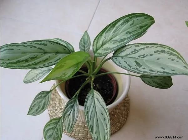 24 Shade-Tolerant Houseplants That Thrive in Low-Light Conditions