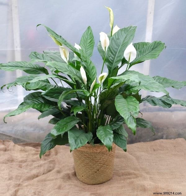 24 Shade-Tolerant Houseplants That Thrive in Low-Light Conditions