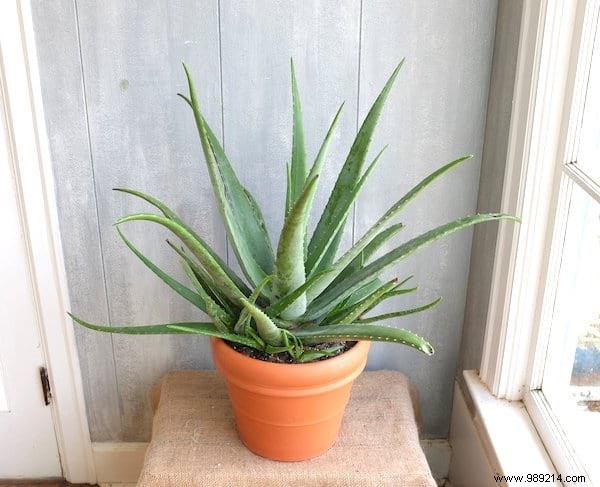 24 Shade-Tolerant Houseplants That Thrive in Low-Light Conditions
